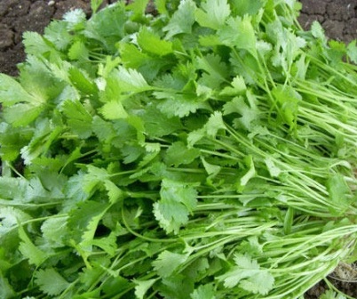 Coriander